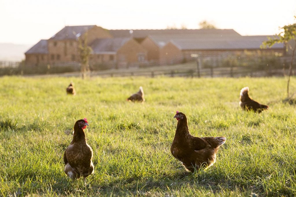 free-range-chickens-outdoors-in-early-morning-ligh-2022-03-04-02-35-53-utc-copy-1024x683