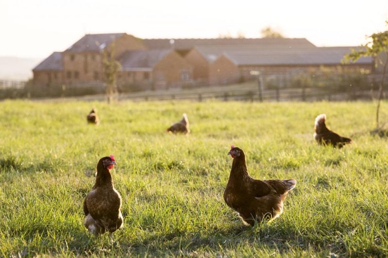 free-range-chickens-outdoors-in-early-morning-ligh-2022-03-04-02-35-53-utc-copy-1024×683 free-range-chickens-outdoors-in-early-morning-ligh-2022-03-04-02-35-53-utc-copy-1024x683